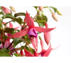 Fuchsie, verschiedene Sorten
