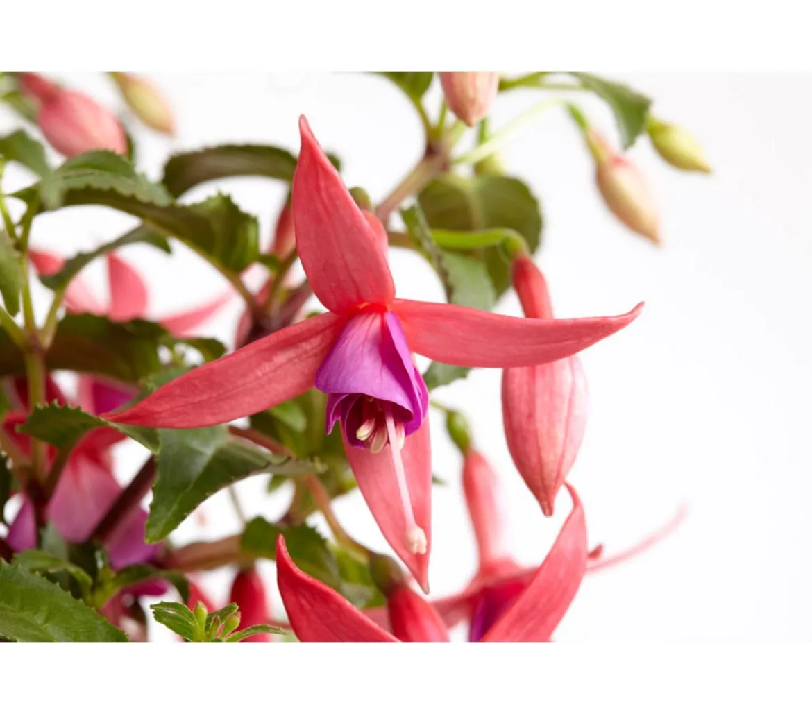 Fuchsie, verschiedene Sorten
