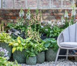 Funkie - Hosta, verschiedene Sorten