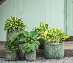 Funkie - Hosta, verschiedene Sorten