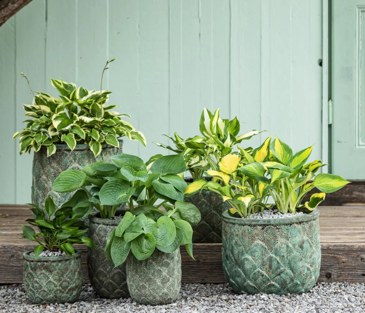 Funkie - Hosta, verschiedene Sorten