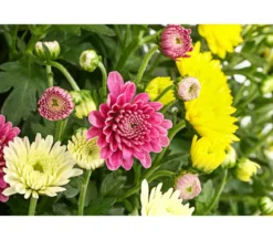 Garten Chrysanthemen-Trio