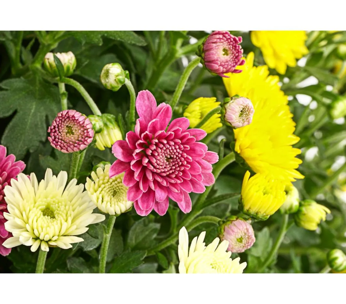 Garten Chrysanthemen-Trio