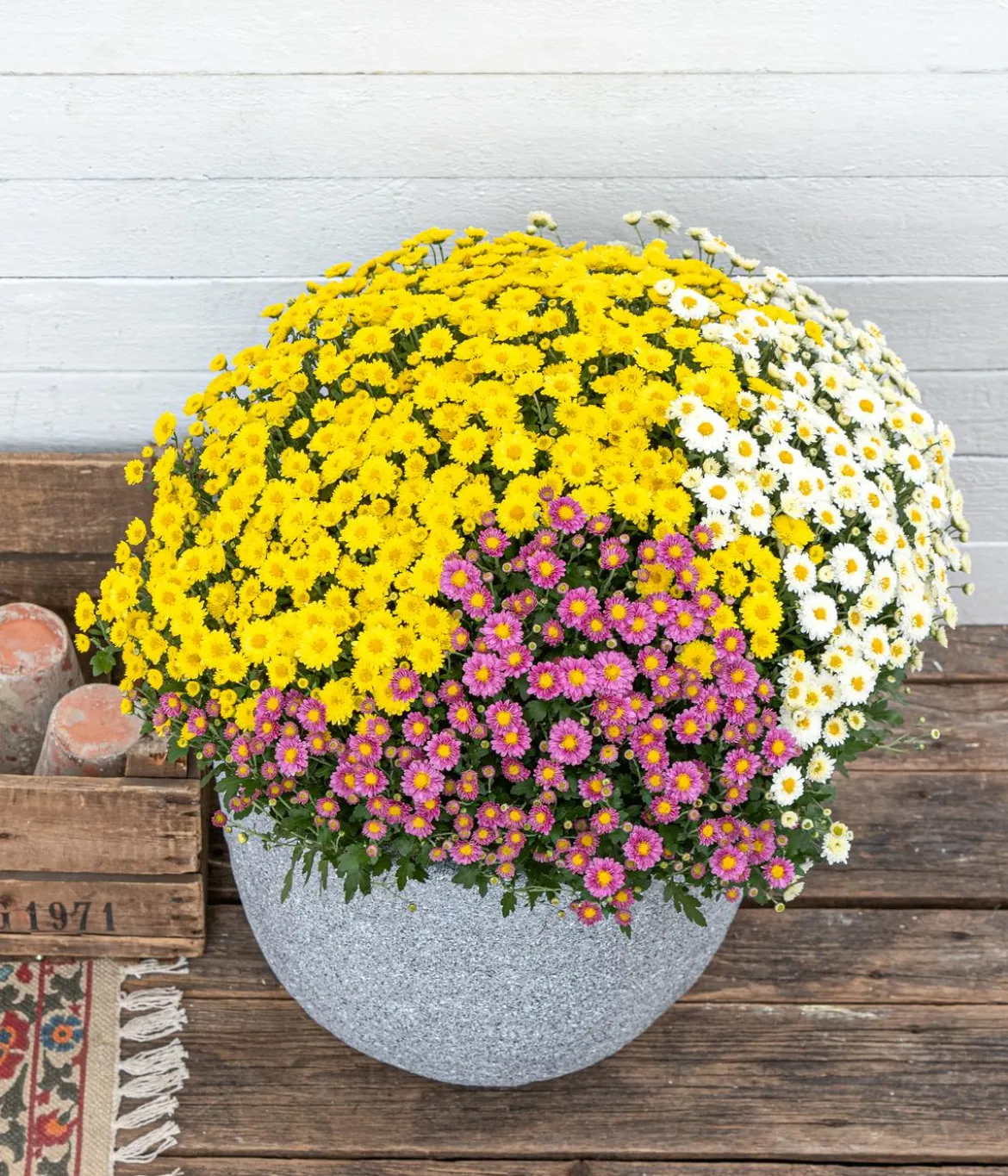 Garten Chrysanthemen-Trio