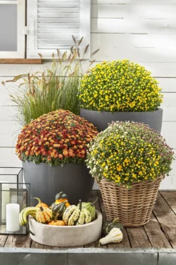 Garten Chrysanthemen-Trio