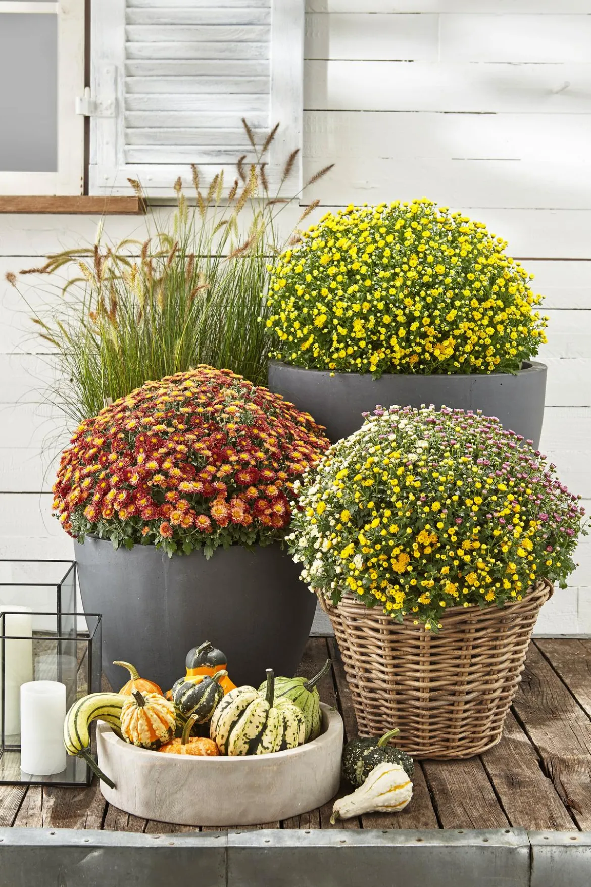 Garten Chrysanthemen-Trio