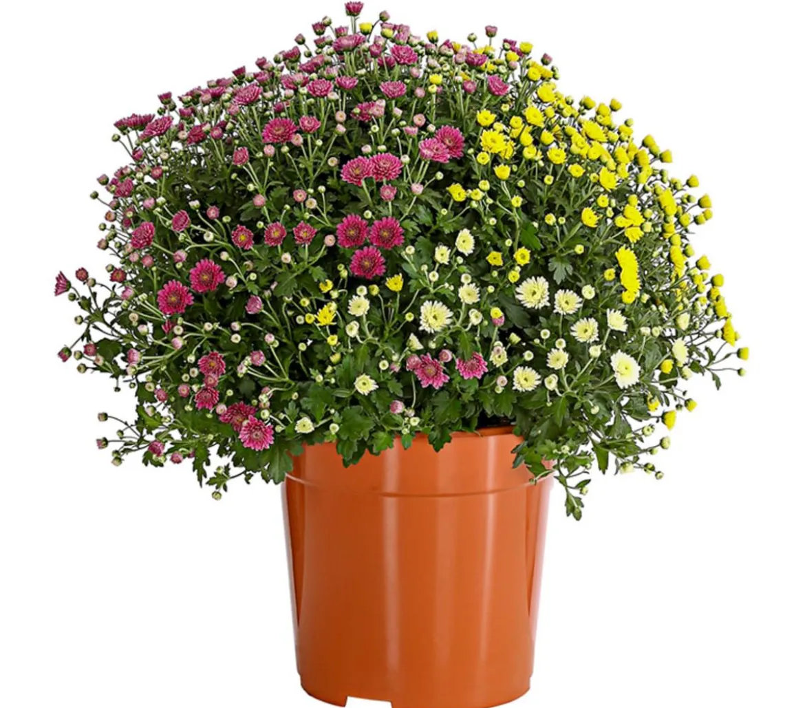 Garten Chrysanthemen-Trio