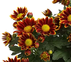 Garten-Chrysantheme, Sonderfarben