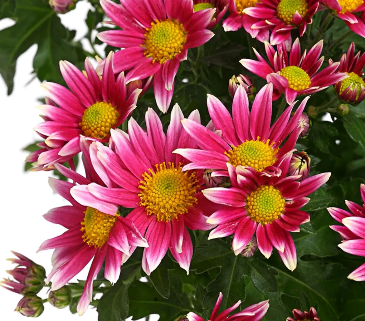 Garten-Chrysantheme, Sonderfarben