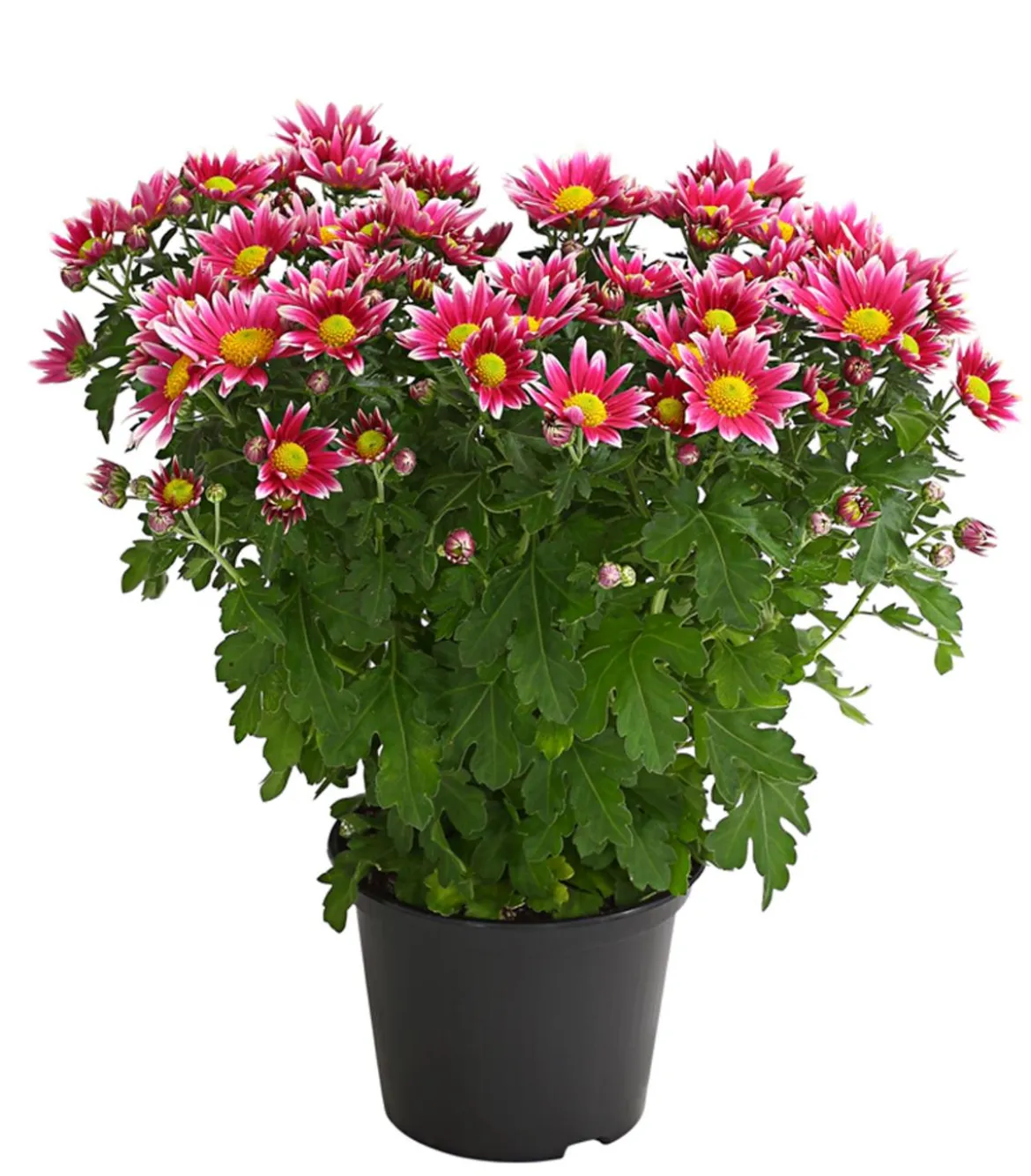 Garten-Chrysantheme, Sonderfarben