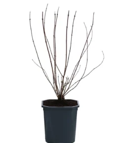 Gartenjasmin 'Lemoinei'