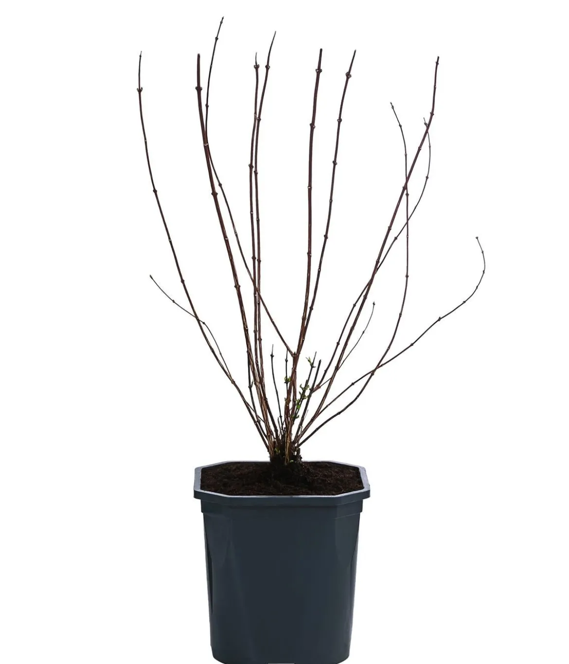 Gartenjasmin 'Lemoinei'