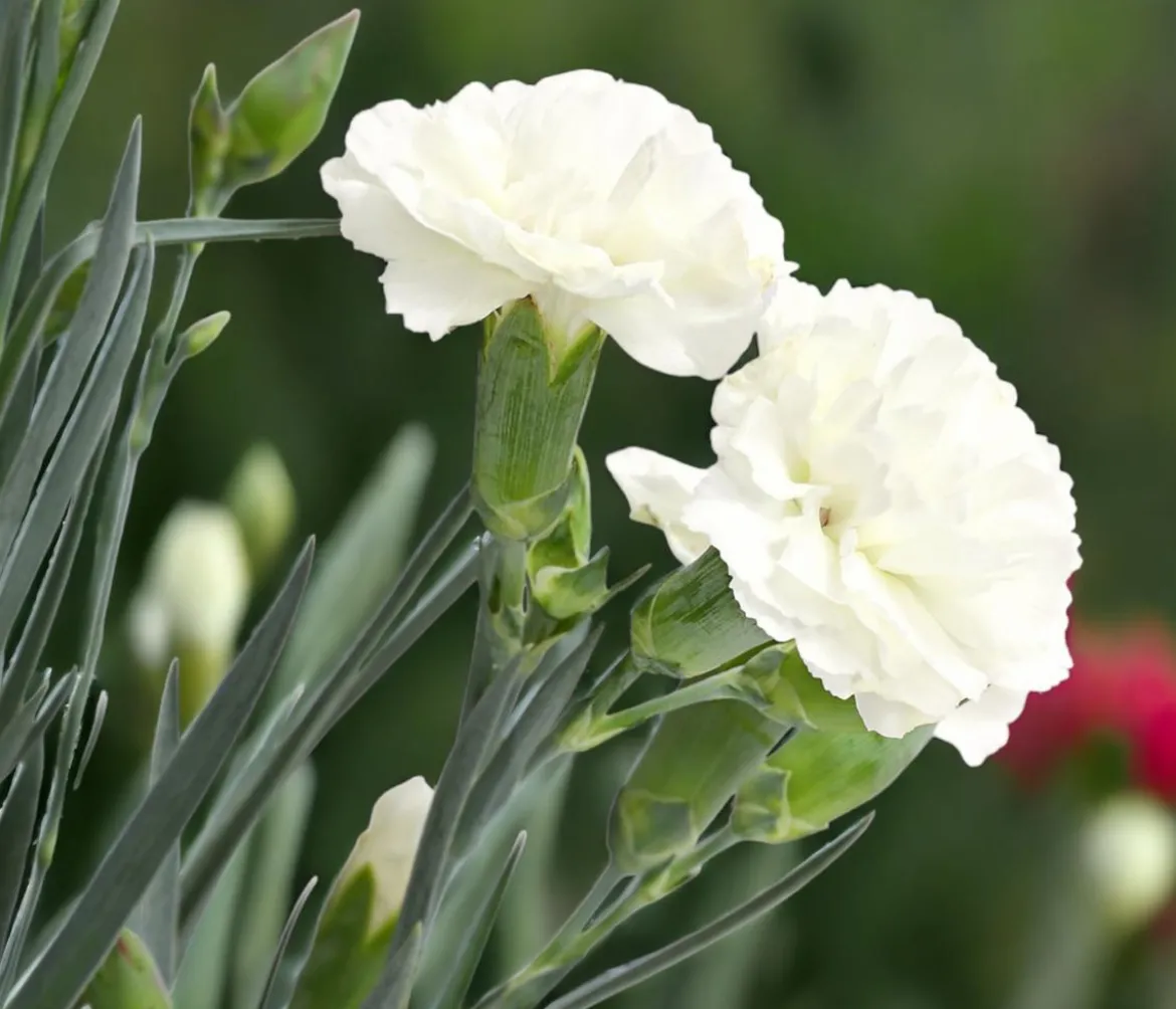 Garten-Nelke 'Devon Cottage', verschiedene Farben