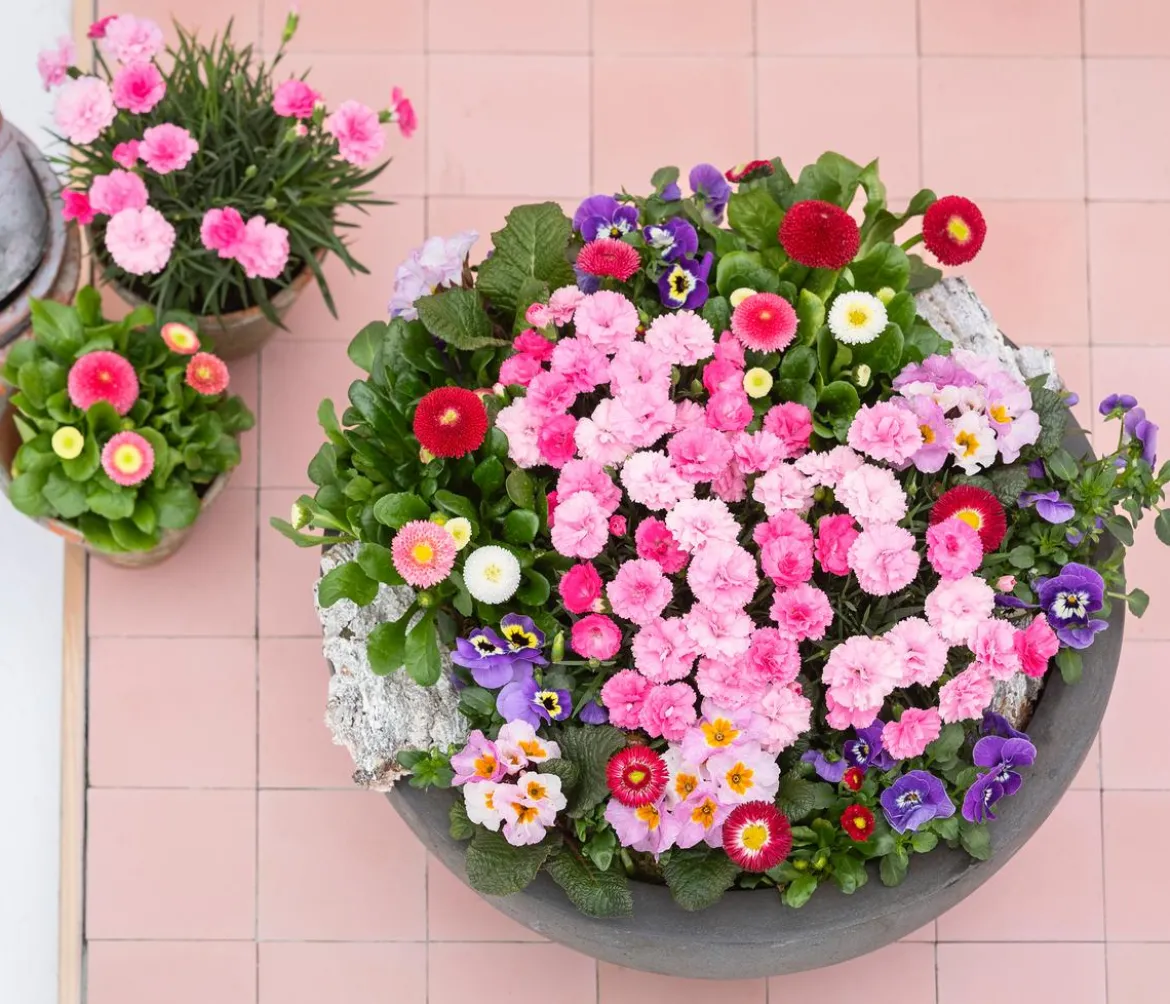 Garten-Nelke 'I Love You'