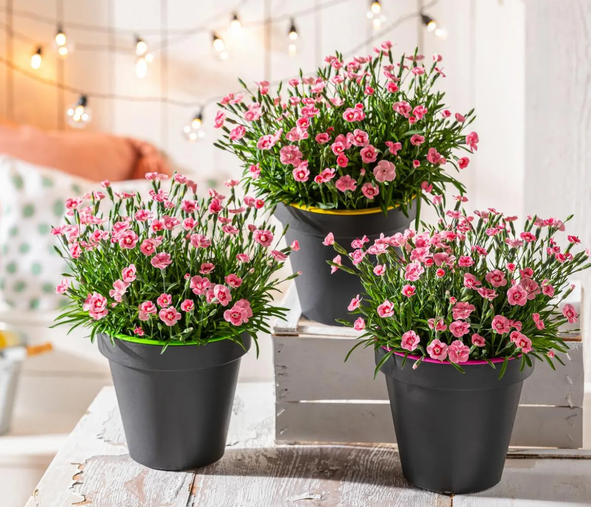 Garten-Nelke 'Peach Party'