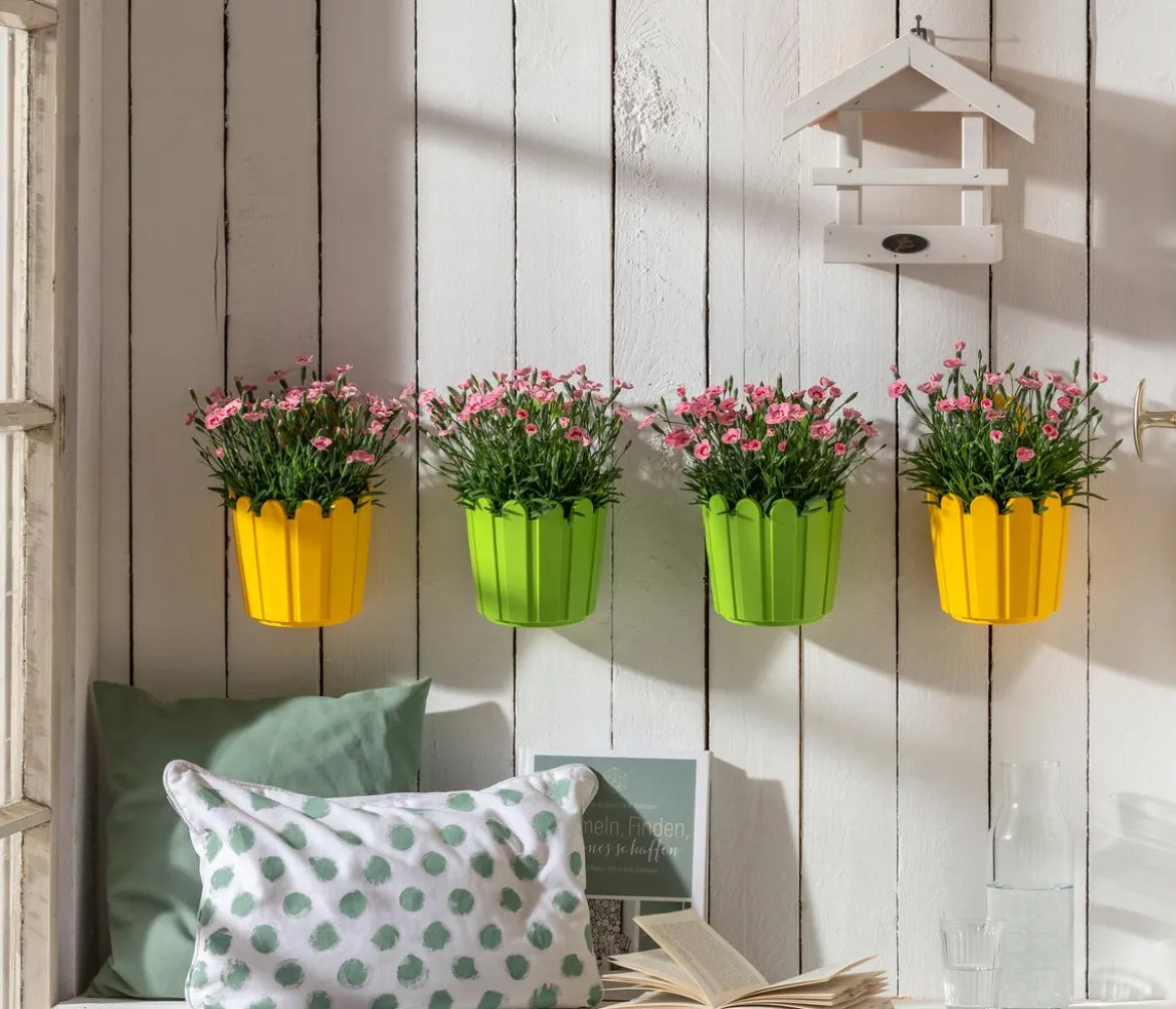 Garten-Nelke 'Peach Party'