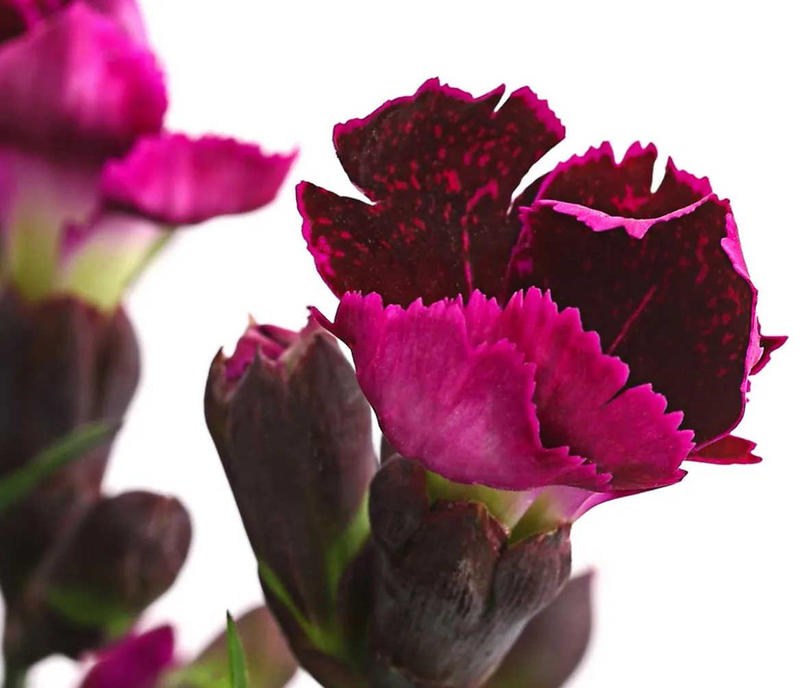 Garten-Nelke 'Pental'