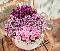 Garten-Nelke 'Pental'