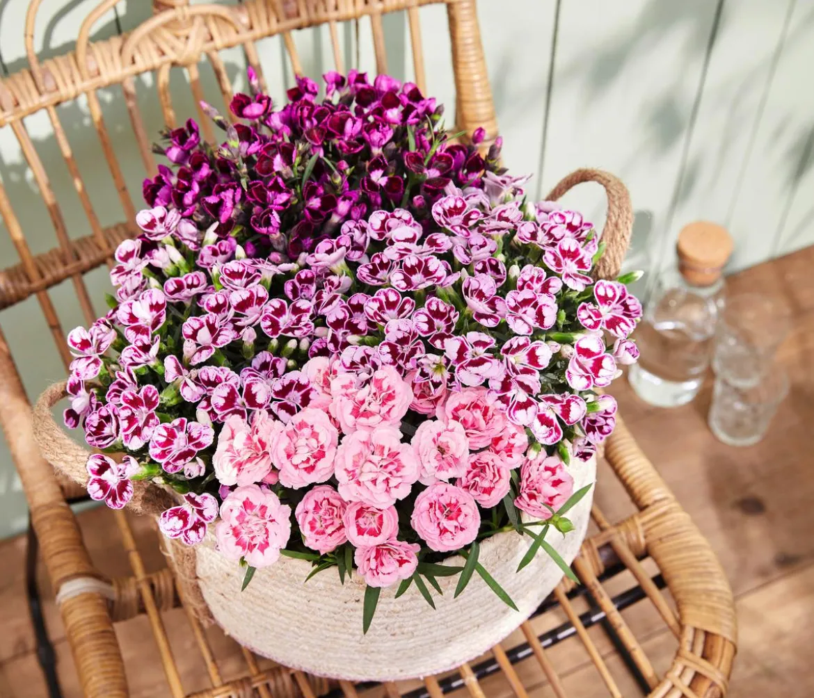 Garten-Nelke 'Pental'
