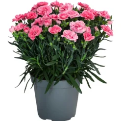Garten-Nelke, verschiedene Farben