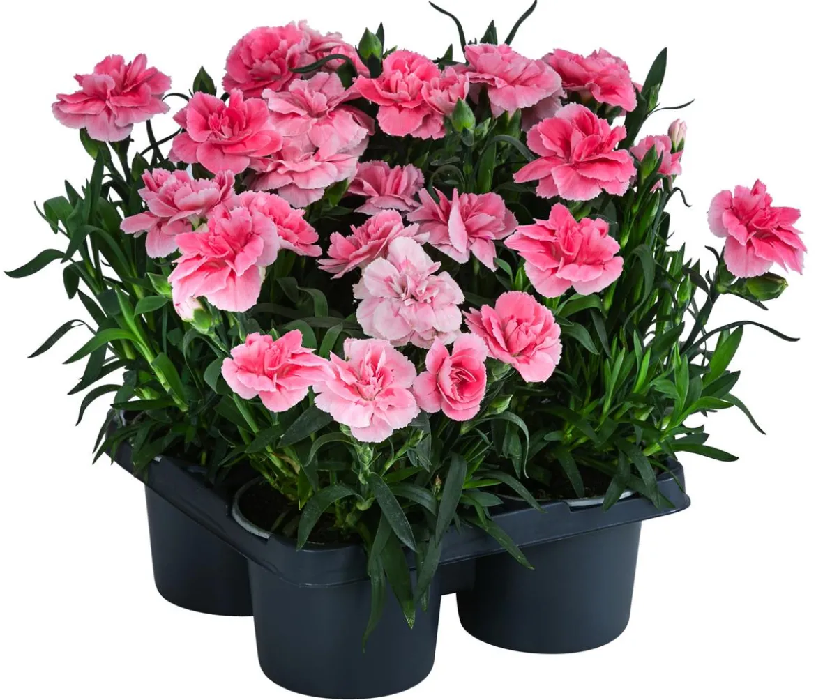 Garten-Nelke, verschiedene Farben, 4er-Set