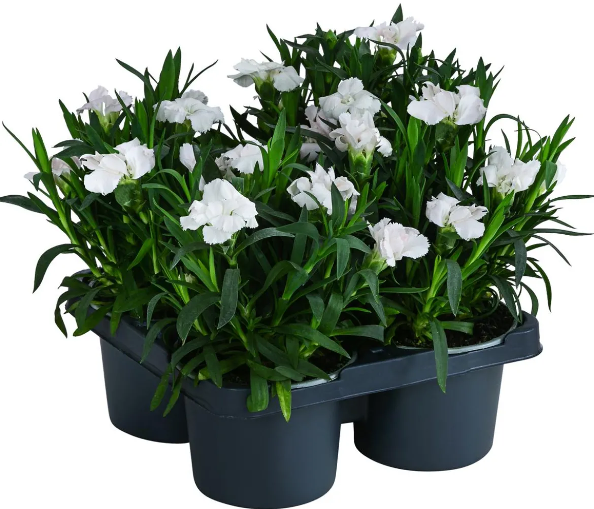 Garten-Nelke, verschiedene Farben, 4er-Set