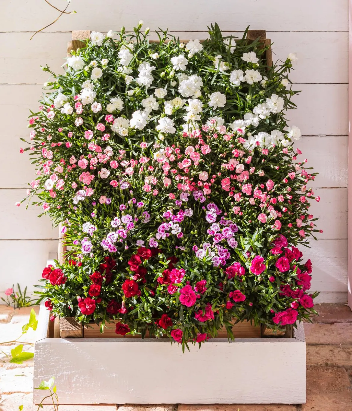 Garten-Nelke, verschiedene Farben, 4er-Set