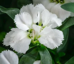 Garten-Nelke, verschiedene Farben, 4er-Set