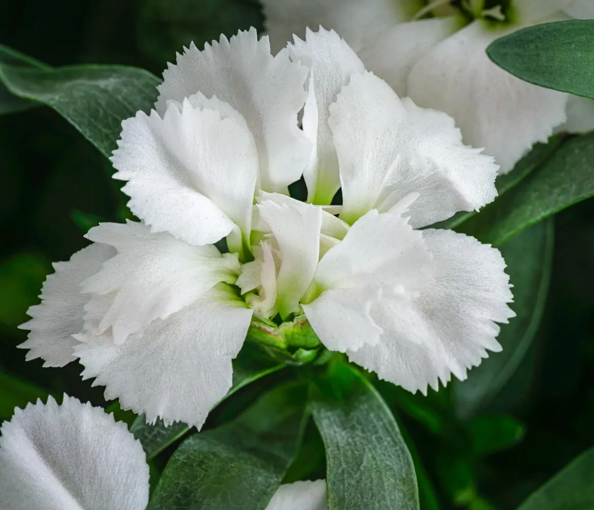 Garten-Nelke, verschiedene Farben, 4er-Set