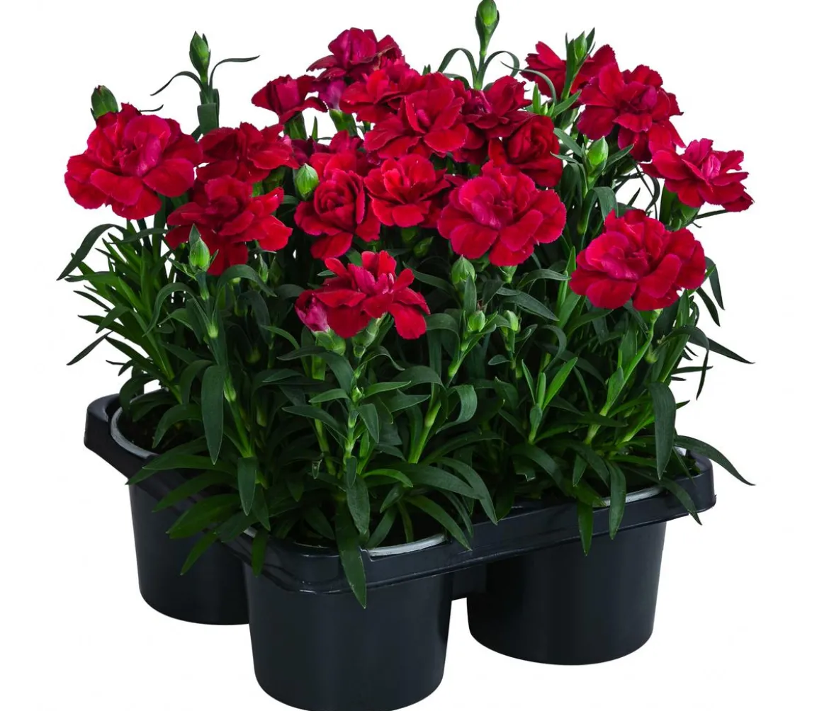 Garten-Nelke, verschiedene Farben, 4er-Set