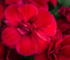 Garten-Nelke, verschiedene Farben, 4er-Set