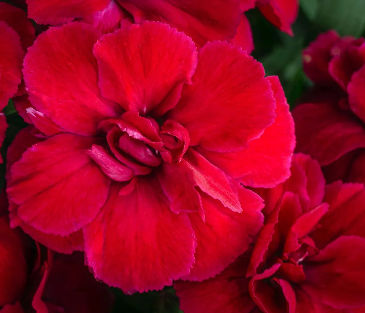 Garten-Nelke, verschiedene Farben, 4er-Set
