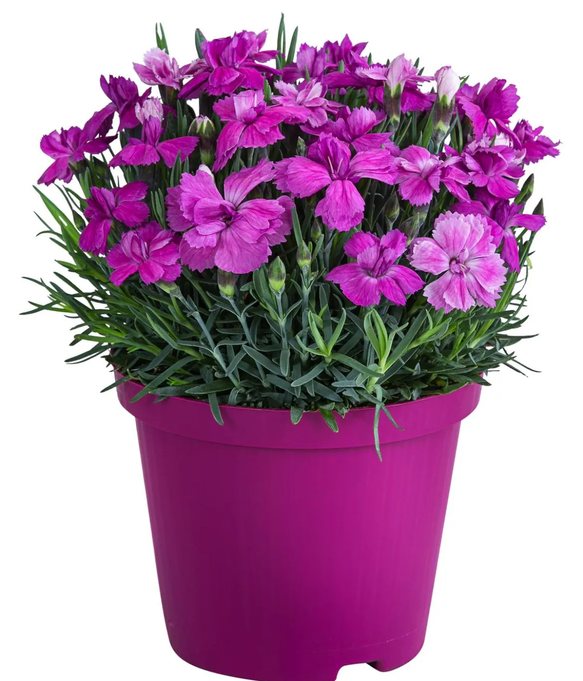 Garten-Nelke 'Violett Wonder'