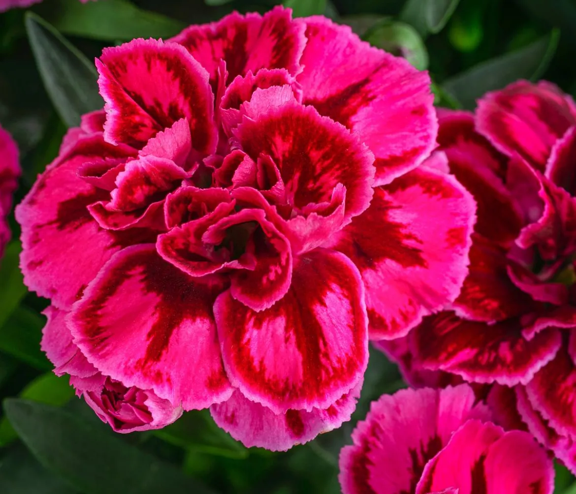 Garten-Nelke, zweifarbig, verschiedene Sorten