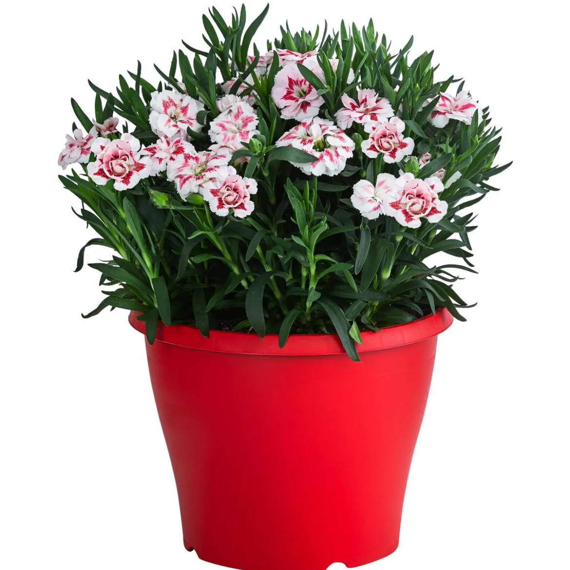 Garten-Nelke, zweifarbig, verschiedene Sorten