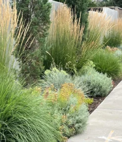 Garten-Reitgras 'Karl Foerster'