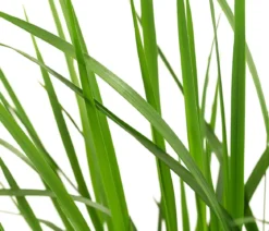 Garten-Reitgras 'Karl Foerster'