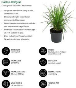 Garten-Reitgras 'Karl Foerster'