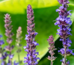 Gartensalbei