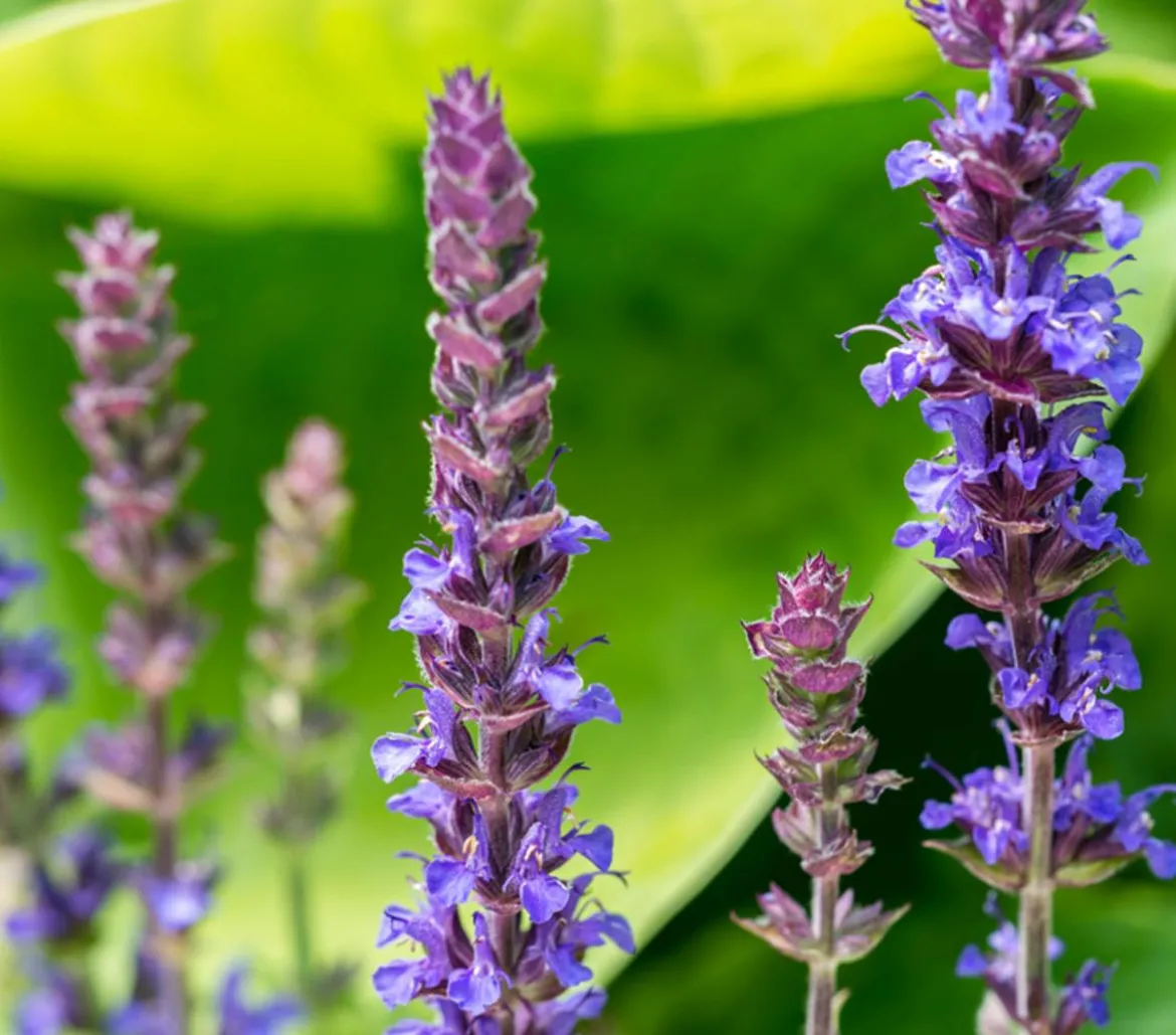 Gartensalbei