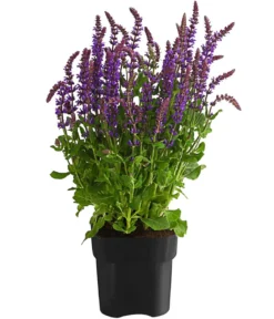 Gartensalbei