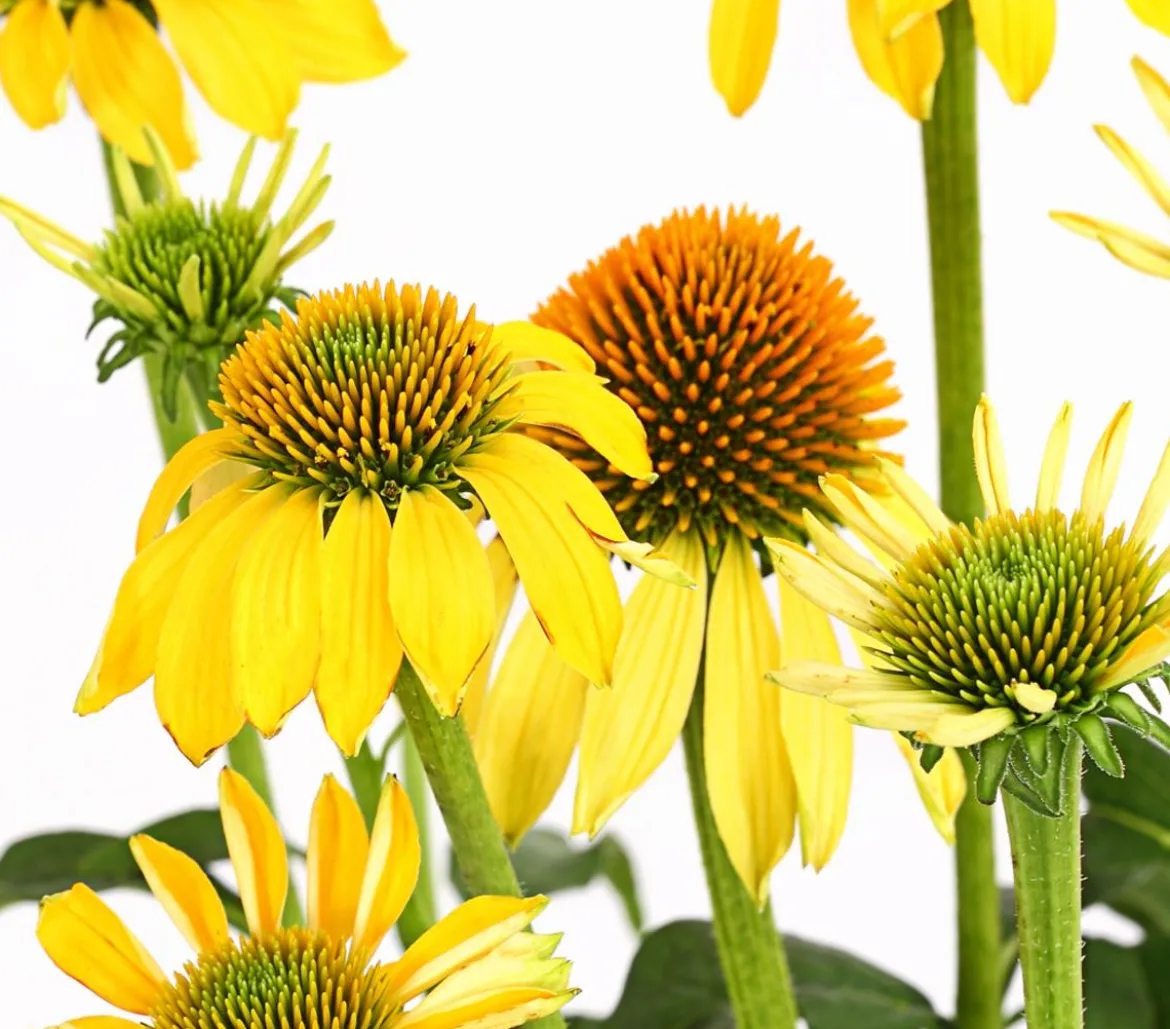 Garten-Scheinsonnenhut 'Cheyenne Spirit'