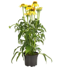 Garten-Scheinsonnenhut 'Cheyenne Spirit'