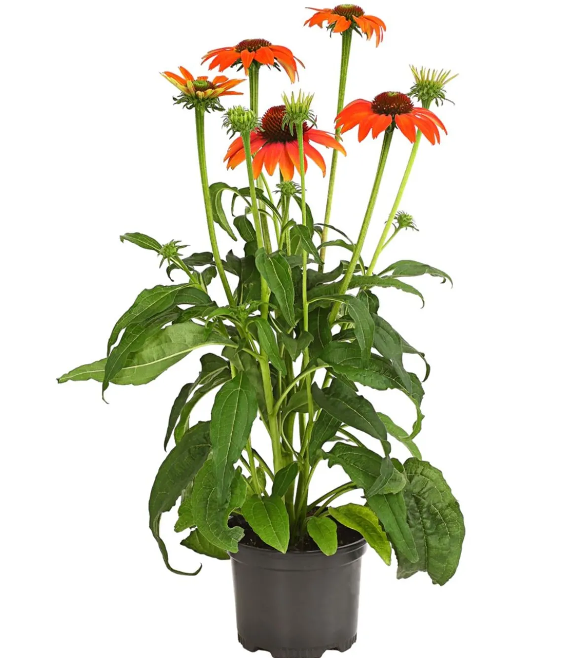 Garten-Scheinsonnenhut 'Cheyenne Spirit'