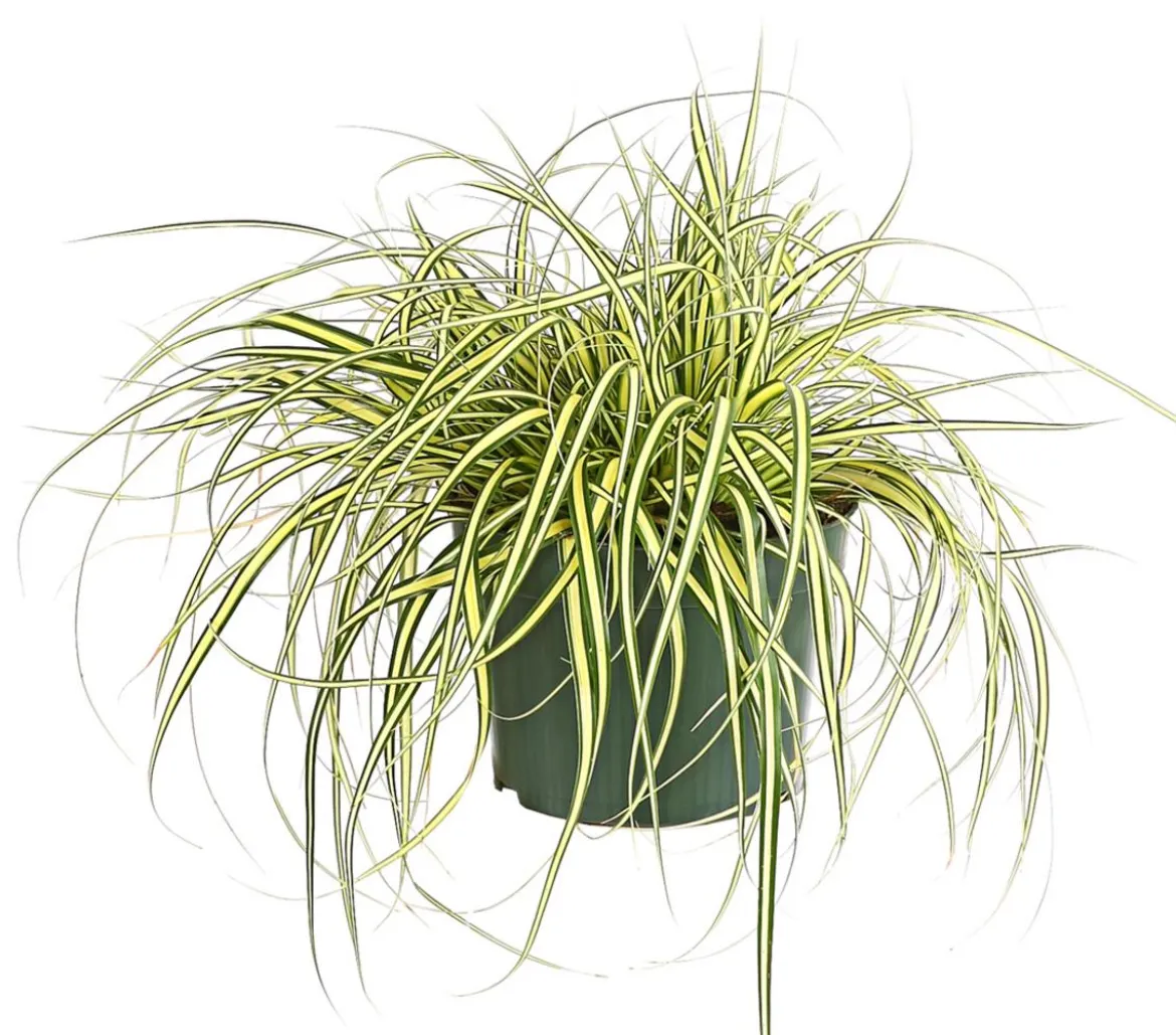 Garten-Segge 'Evergold'