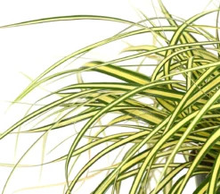 Garten-Segge 'Evergold'