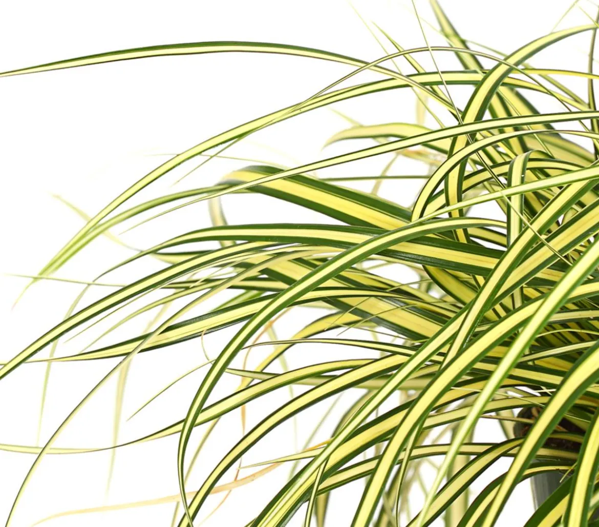 Garten-Segge 'Evergold'