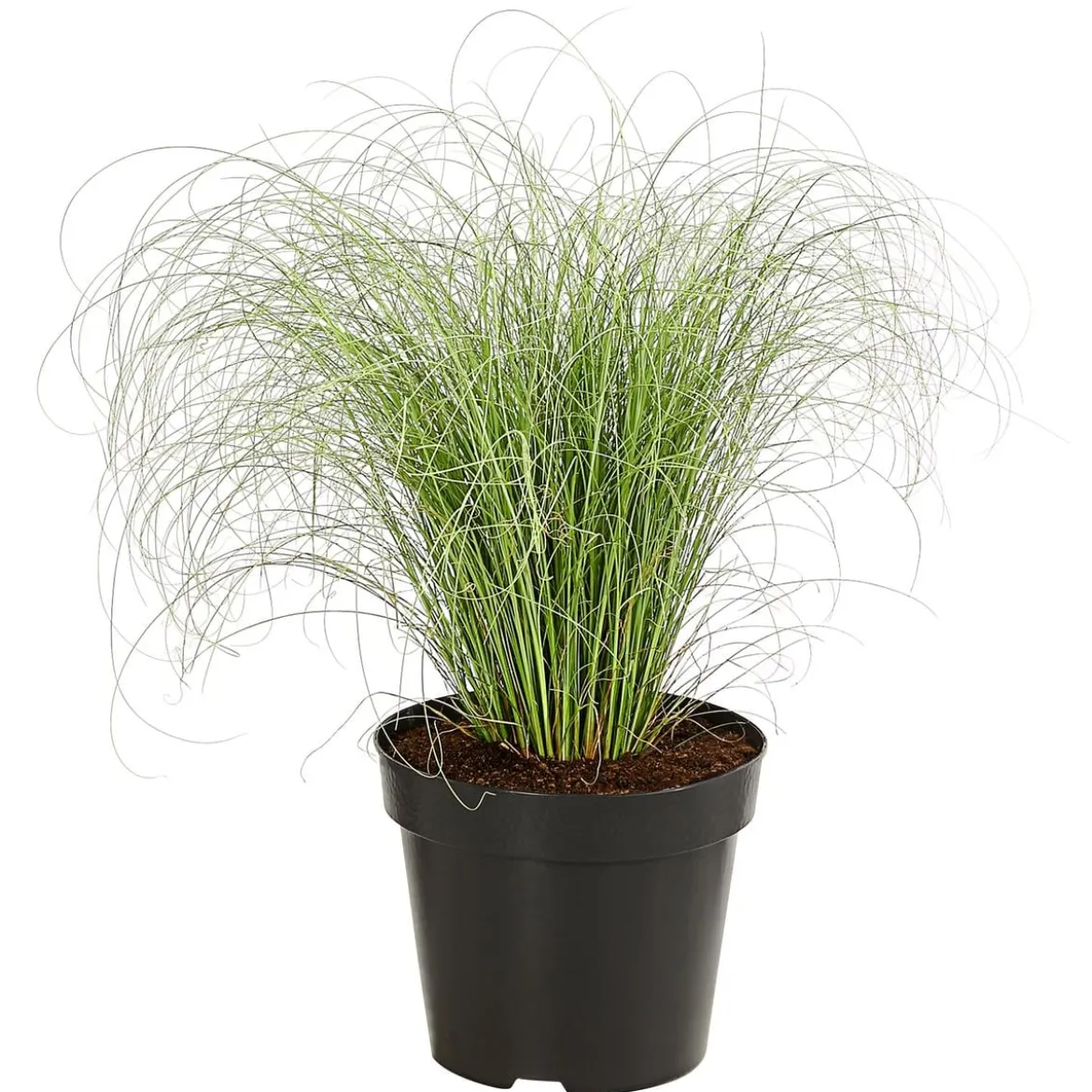 Garten-Segge 'Frosted Curls'