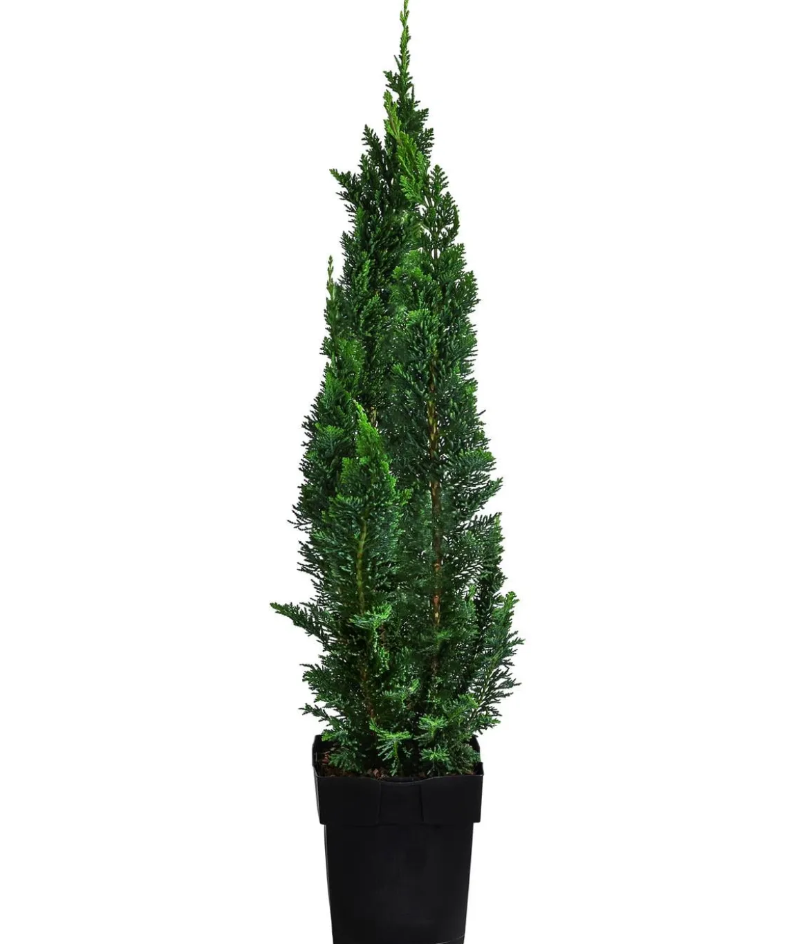 Gartenzypresse 'Little Spire'