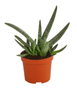Gasterie - Gasteria verrucosa